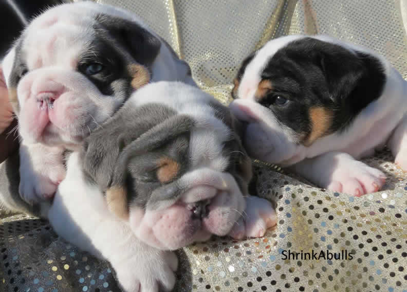 tri bulldog puppies